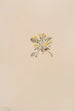 Crepis elegans - Mary Vaux Walcott — artwork view