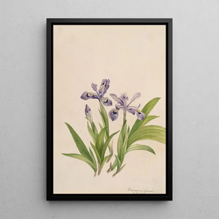 Mary Vaux Walcott - Crested Iris Iris cristata.webp