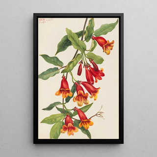 Mary Vaux Walcott - Crossvine Anisostichus capreolatus.webp