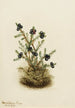 Camarine noire Empetrum nigrum - Mary Vaux Walcott — artwork view
