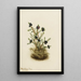 Camarine noire Empetrum nigrum - Mary Vaux Walcott — framed artwork on a wall