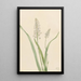 Chrosperma muscaetoxicum - Mary Vaux Walcott — framed artwork on a wall