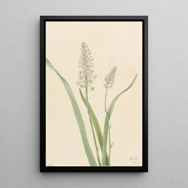 Mary Vaux Walcott - Crowpoison Chrosperma muscaetoxicum.webp