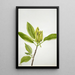 Magnolia acuminata - Mary Vaux Walcott — framed artwork on a wall