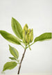 Magnolia acuminata - Mary Vaux Walcott — artwork view