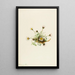 Vergerette à feuilles découpées Erigeron compositus - Mary Vaux Walcott — framed artwork on a wall
