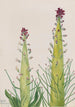 Desert Candle Caulanthus inflatus - Mary Vaux Walcott — artwork view