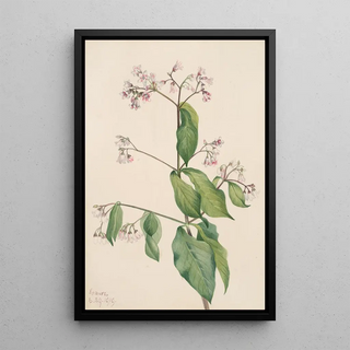 Mary Vaux Walcott - Dogbane Apocyum androsaemfolium.webp