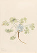 Double Bladderpod Physaria didymocarpa - Mary Vaux Walcott — artwork view