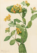 Honeysuckle of Douglas Lonicera glaucescens - Mary Vaux Walcott — artwork view