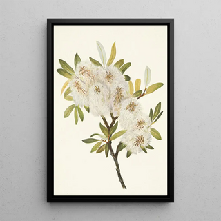 Mary Vaux Walcott - Drummond Willow Salix drummondiana.webp