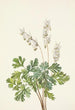 Culotte de Hollandais Bikukulla cucullaria - Mary Vaux Walcott — artwork view