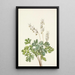 Culotte de Hollandais Bikukulla cucullaria - Mary Vaux Walcott — framed artwork on a wall