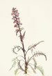 Tête d'éléphant Pedicularis groenlandica - Mary Vaux Walcott — weergave van het kunstwerk