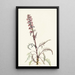 Tête d'éléphant Pedicularis groenlandica - Mary Vaux Walcott — ingelijst kunstwerk aan de muur
