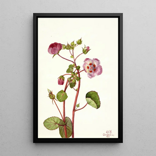 Mary Vaux Walcott - Eremalche rotundifolia.webp