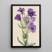Eustoma russelianum - Mary Vaux Walcott — ingelijst kunstwerk aan de muur