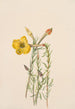 Onagre Oenothera lavandalaefolia - Mary Vaux Walcott — weergave van het kunstwerk