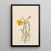 Onagre Oenothera lavandalaefolia - Mary Vaux Walcott — ingelijst kunstwerk aan de muur