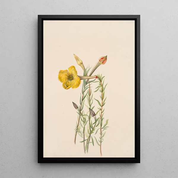 Mary Vaux Walcott - Evening Primrose Oenothera lavandalaefolia.webp