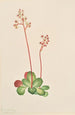 Saxifrage à feuilles persistantes Leptarrhena pyrolifolia - Mary Vaux Walcott — weergave van het kunstwerk
