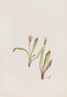 Faux pissenlit Agoseris carnea - Mary Vaux Walcott — weergave van het kunstwerk
