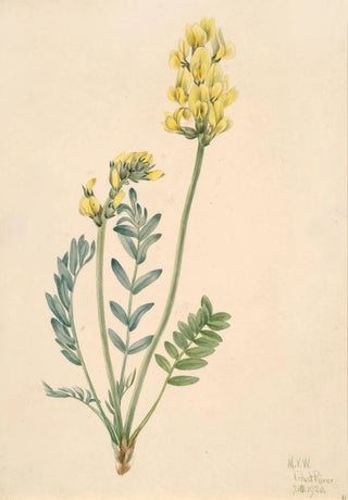 Mary Vaux Walcott - False Locoweed Oxytropia gracilis.webp