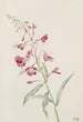 Epilobe en épi Epilobium angustifolium - Mary Vaux Walcott — weergave van het kunstwerk