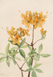 Azalée flamme Azalea lutea - Mary Vaux Walcott — weergave van het kunstwerk