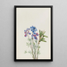 Studie van bloemen - Mary Vaux Walcott — ingelijst kunstwerk aan de muur