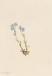 Myosotis des Alpes Myosotis alpestris - Mary Vaux Walcott — weergave van het kunstwerk