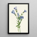 Gentiane frangée Gentiana crinita - Mary Vaux Walcott — framed artwork on a wall