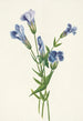 Gentiane frangée Gentiana crinita - Mary Vaux Walcott — artwork view