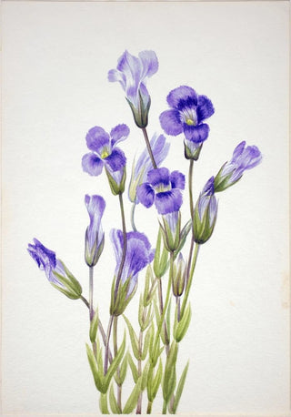 Mary Vaux Walcott - Fringed Gentian Gentiana elegana.webp