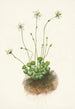 Parnassie frangée Parnassia fimbriata - Mary Vaux Walcott — artwork view