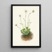 Parnassie frangée Parnassia fimbriata - Mary Vaux Walcott — framed artwork on a wall