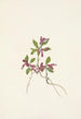 Polygale à feuilles paucifoliées Polygala paucifolia - Mary Vaux Walcott — weergave van het kunstwerk
