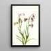 Fritillaire à deux fleurs Fritillaria biflora - Mary Vaux Walcott — ingelijst kunstwerk aan de muur