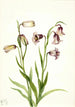 Fritillaire à deux fleurs Fritillaria biflora - Mary Vaux Walcott — weergave van het kunstwerk