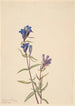 Gentian Gentiana affinis - Mary Vaux Walcott — artwork view