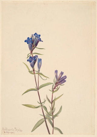 Mary Vaux Walcott - Gentian Gentiana affinis.webp