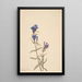 Gentian Gentiana affinis - Mary Vaux Walcott — framed artwork on a wall