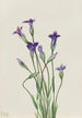 Gentiane Gentiana holopetala - Mary Vaux Walcott | Painting — artwork view