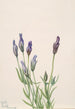 Gentiane Gentiana macounii - Mary Vaux Walcott — weergave van het kunstwerk