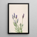 Gentiane Gentiana macounii - Mary Vaux Walcott — ingelijst kunstwerk aan de muur