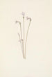 Monotrope uniflore Thalesia uniflora - Mary Vaux Walcott — artwork view