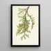 Thuya géant Thuja plicata - Mary Vaux Walcott — ingelijst kunstwerk aan de muur