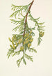 Thuya géant Thuja plicata - Mary Vaux Walcott — weergave van het kunstwerk