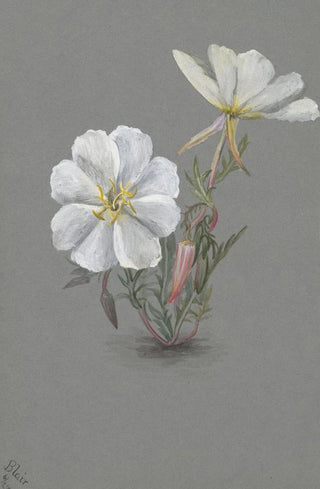 Mary Vaux Walcott - Giant Helleborine Epipactia gigantea.webp