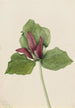 Trille géant Trillium chloropetalum - Mary Vaux Walcott — artwork view